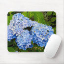 Search for hydrangea bush Plant