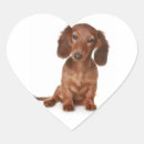 Search for dachsie stickers Puppy