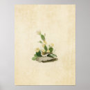 Search for finch posters Birds of america