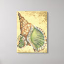 Search for seashell canvas prints Nature