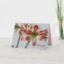 Search for amaryllis cards Nature