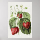 Search for reine posters Illustration