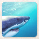 Search for great white coasters Fish