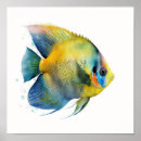 Search for angelfish art Marine life