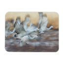 Search for sandhill magnets Animal