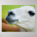 Search for camelid posters Animal