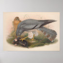 Search for mouse tree posters Wildlife