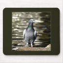 Search for feral mouse mats Animals
