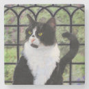 Search for tuxedo cat coasters Kitten