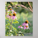 Search for coneflower posters Flowers