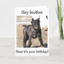 Search for cane cards Italian mastiff
