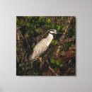 Search for crowned night heron art Nature