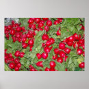 Search for radish posters Food