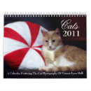 Search for kittis photography Animal lover