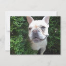 Search for frenchie postcards Canine