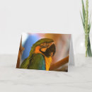 Search for pet macaw cards Colourful