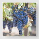 Search for grape clocks Vine