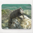 Search for iguana mouse mats Nature