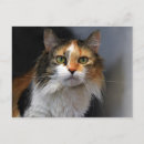 Search for long haired cat postcards Calico