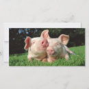 Search for swine postcards Animal