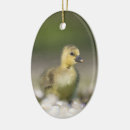 Search for easter oval christmas tree decorations Chicks