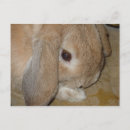 Search for dwarf postcards Animals
