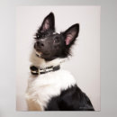 Search for shetland posters Animal