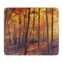 Search for sunlit Forest