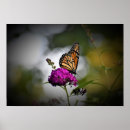 Search for butterfly posters Bloom