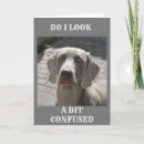 Search for weimaraner birthday cards Photography
