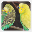 Search for budgie stickers Animal