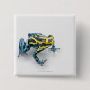 Search for frog square badges Cold blooded