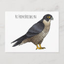 Search for peregrination postcards Raptor