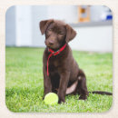 Search for labrador coasters Cute