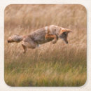 Search for focus home living One animal
