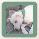 Search for couch coasters Puppy