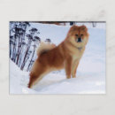 Search for spitz postcards Pets