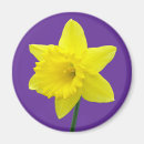 Search for daffodils magnets Narcissus