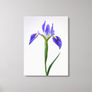 Search for iris flowers canvas prints Petal