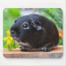 Search for guinea pig mouse mats Piggy