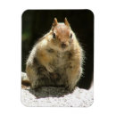 Search for ground squirrel magnets Animal
