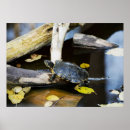 Search for flora fauna posters Biology
