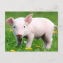 Search for piglets postcards Farm
