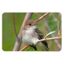 Search for willow magnets Bird