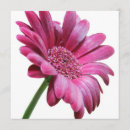 Search for gerbera invitations Pink daisy