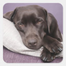Search for black and brown dog stickers Labrador retriever