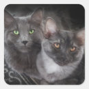 Search for cat with blue eyes stickers Cats