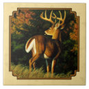 Search for whitetail deer tiles Wildlife