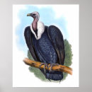 Search for victorian bird art Animal