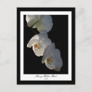 Search for horticultural vertical postcards Botanical